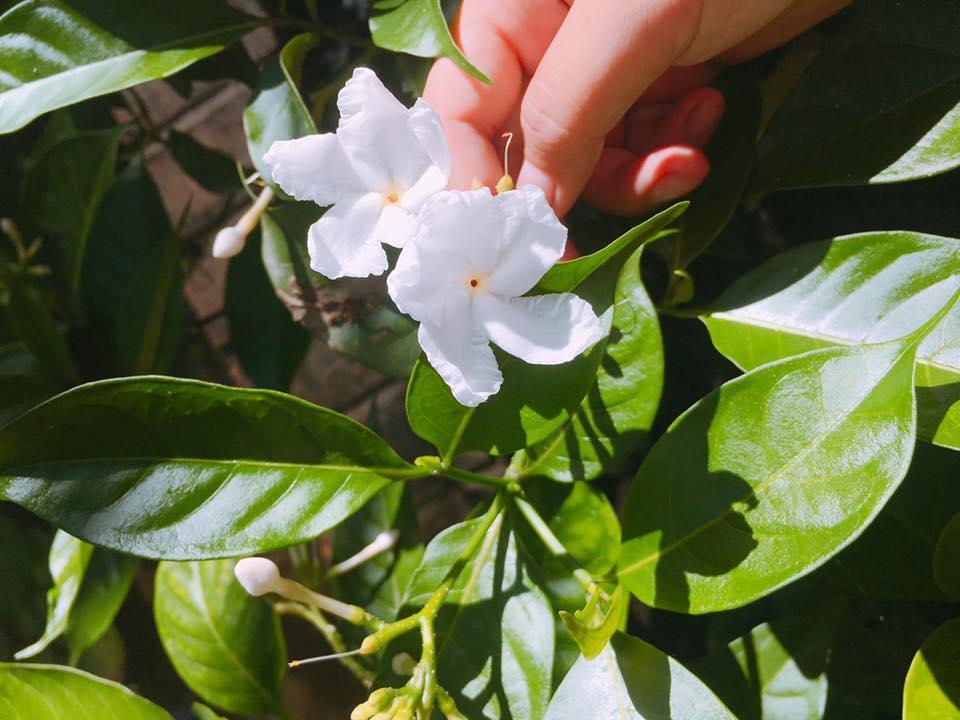 Countryside Garden Homestay ฮอยอัน ภายนอก รูปภาพ