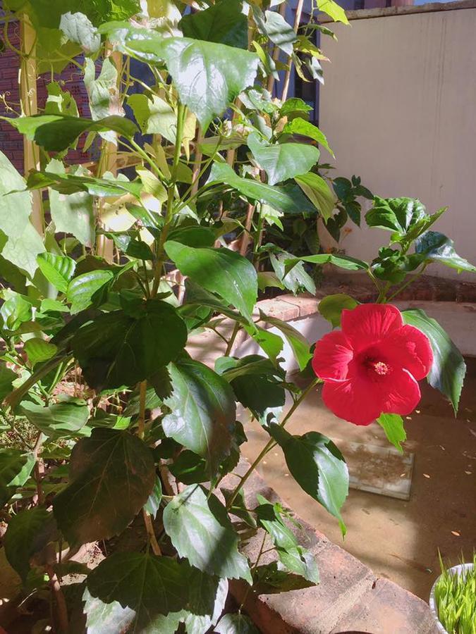 Countryside Garden Homestay ฮอยอัน ภายนอก รูปภาพ